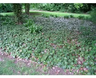 Stor eføy som bunndekke