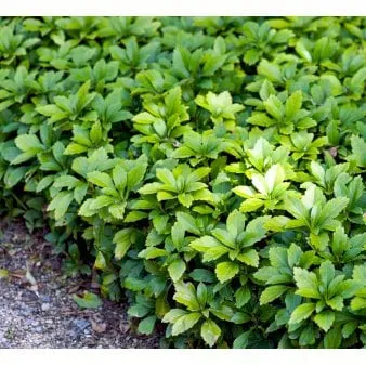 Eviggrønn vinterglans